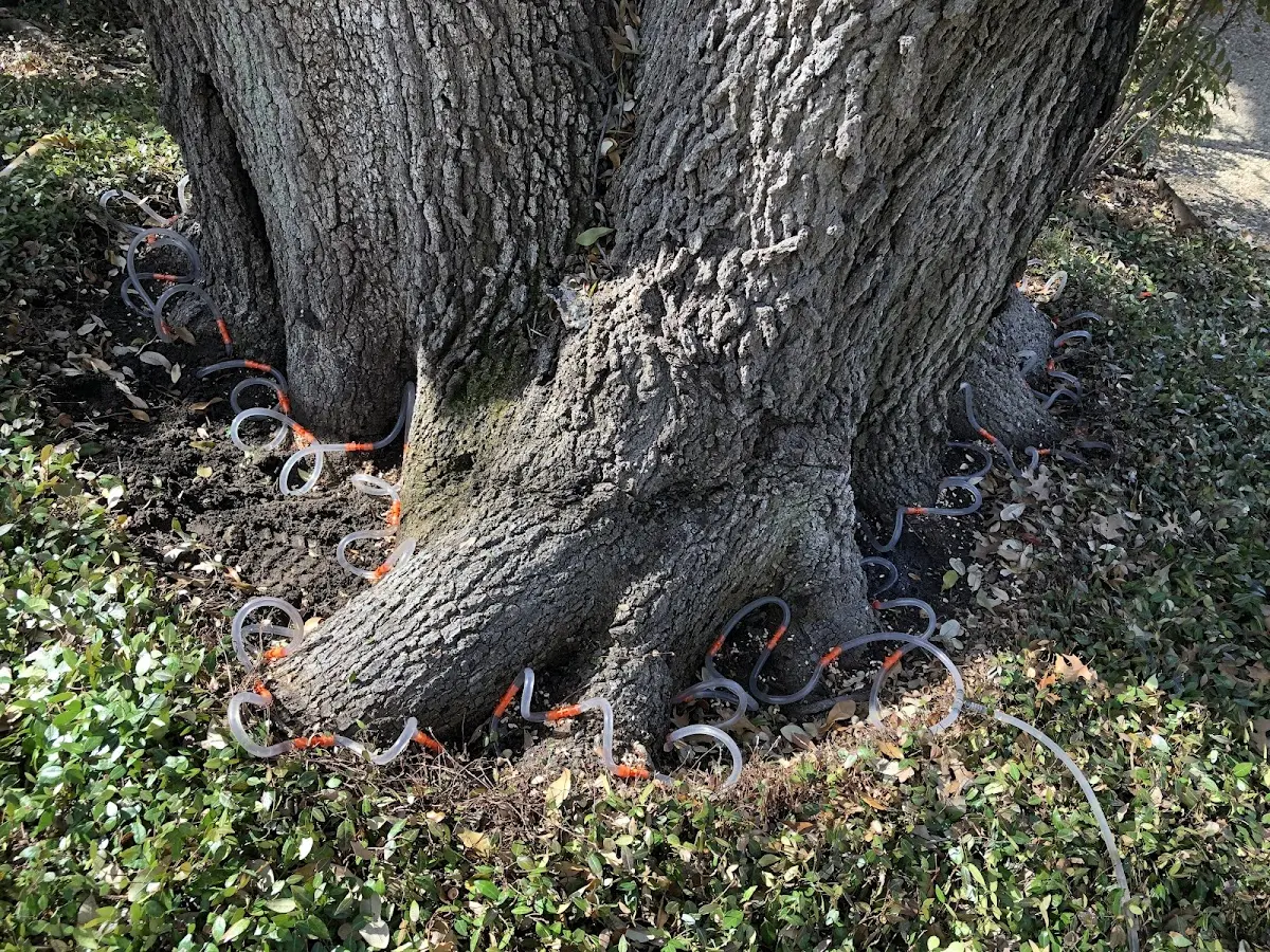Detailed Shrub and Hedge Trimming job site in Goldthwaite