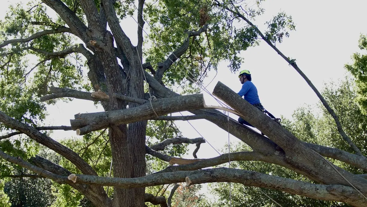Professional Crown Thinning performed by certified arborists in Goldthwaite